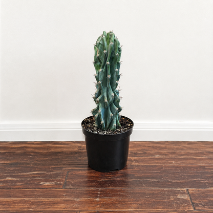 Monstrous Cactus: Cereus peruvianus monstrose - 6 inch pot