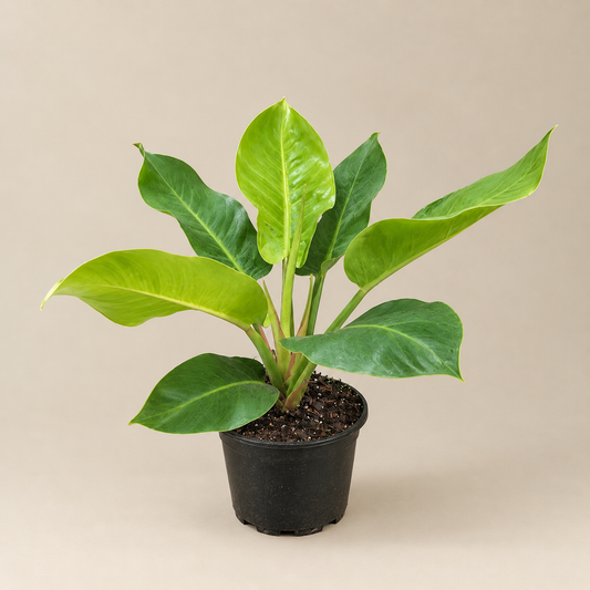 Moonlight: Philodendron - 6 inch pot