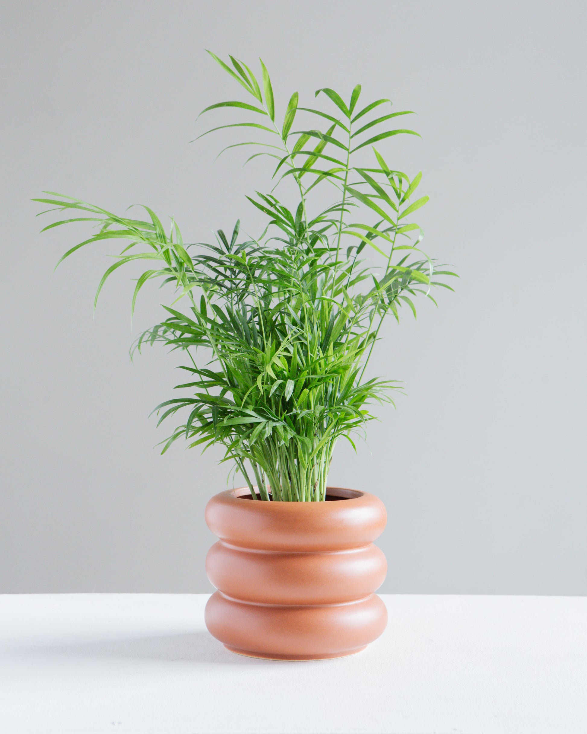 Bubble Ceramic Pot | 5 inch Nursery Pot — empty planter, ceramic planter, studio photo — planter for sale by Promise Supply for delivery and pickup in Toronto.