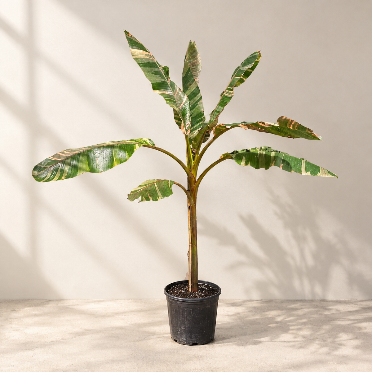 Pink Cavendish Banana: Musa 'Nono' - 10 inch pot - 5.5-6 foot tall