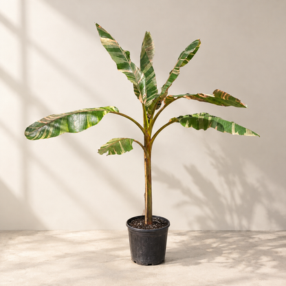Pink Cavendish Banana: Musa 'Nono' - 10 inch pot - 5.5-6 foot tall