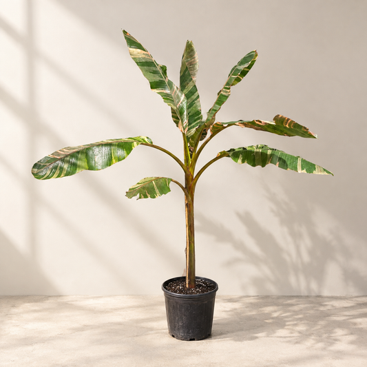 Pink Cavendish Banana: Musa 'Nono' - 10 inch pot - 5.5-6 foot tall