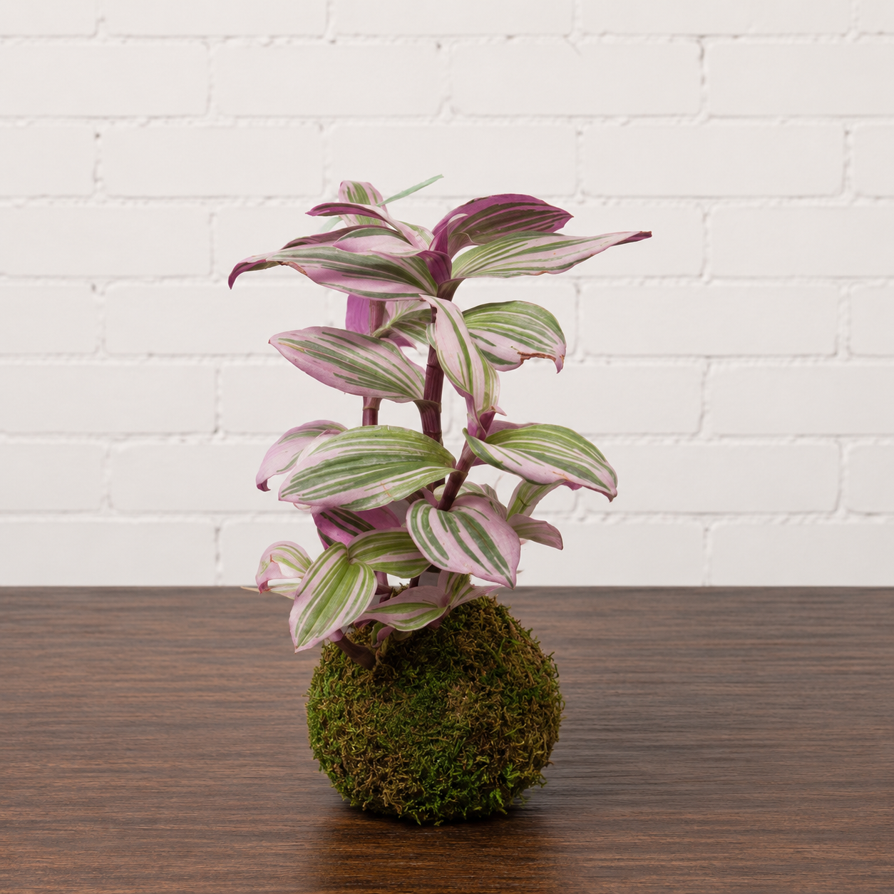 Nanouk Kokedama: Tradescantia albiflora - 4 inch Moss Ball