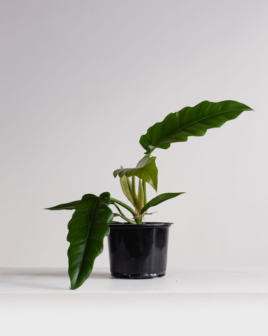 philodendron narrow escape mature Tiger Tooth Philodendron - 6" Pot