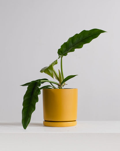 Tiger Tooth: Philodendron 'Narrow Escape' - 6 inch pot — indoor plant — indoor plant for sale by Promise Supply for delivery and pickup in Toronto.