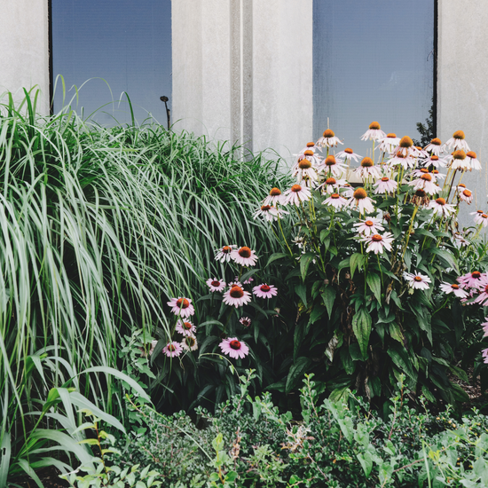 Echinacea and other landscaping native plants