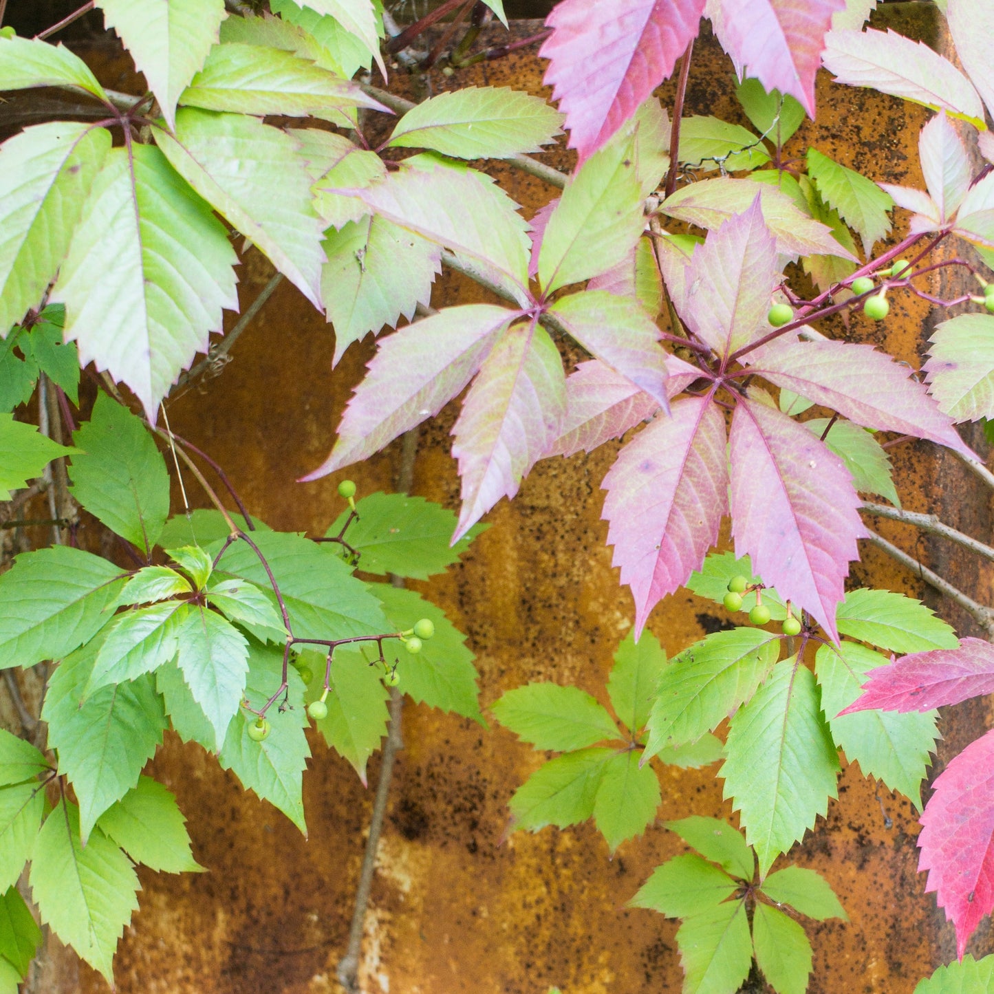 Woodbine Creeper: Parthenocissus inserta/vitacea - 1GAL Pot