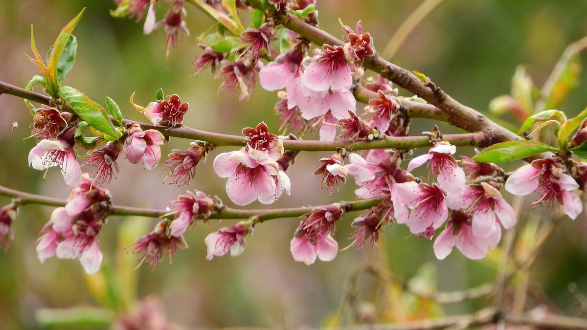 Calip R Peach White Lady Peach: Prunus persica - 15MM Caliper – Promise Supply