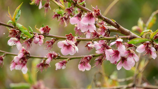 White Lady Peach: Prunus persica - 15MM Caliper