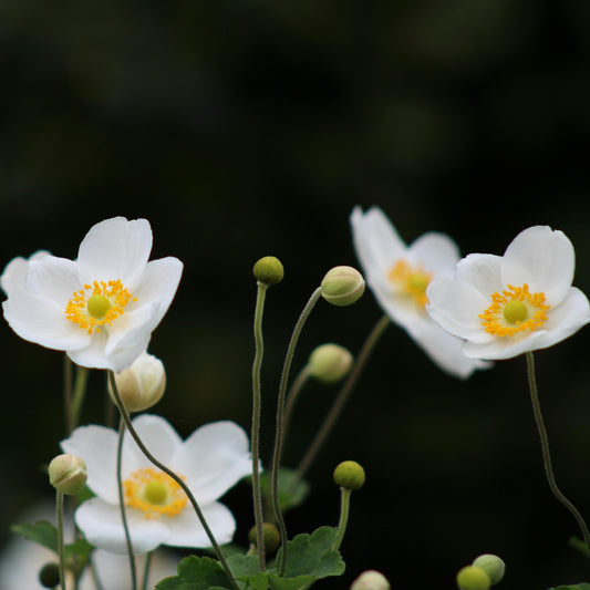 Canada Anemone: Anemone canadensis