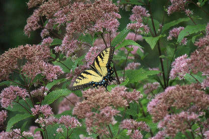 Joe Pye Weed: Eupatorium maculatum - 1GAL Pot