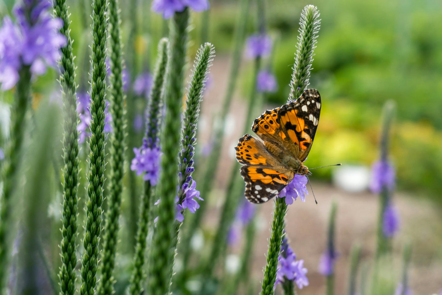 Hoary Vervain: Verbena stricta - 1L Pot