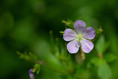 Spotted Cranesbill: Geranium maculatum - 1GAL Pot