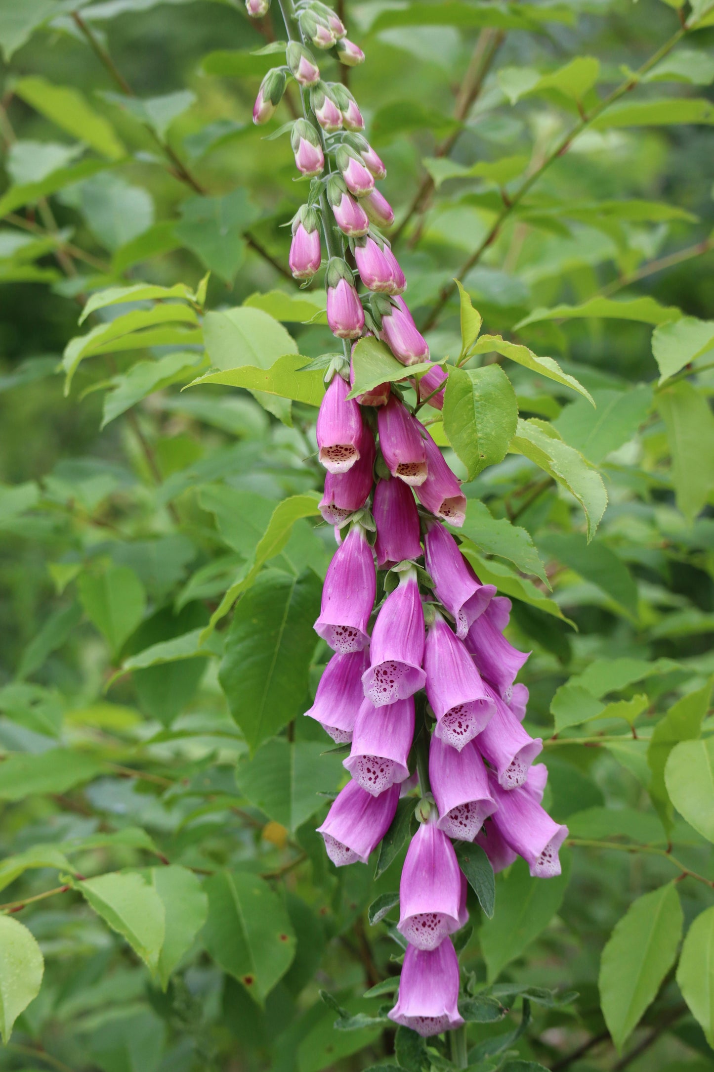 Dalmatian Purple Foxglove: Digitalis purpurea - 1GAL Pot