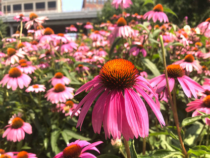 Eastern Purple Coneflower: Echinacea purpurea - 1.5 Inch Plug