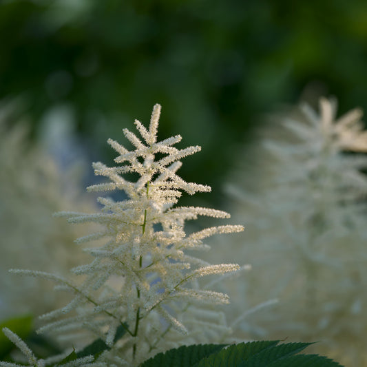 Goat's Beard: Aruncus dioicus - 1GAL Pot