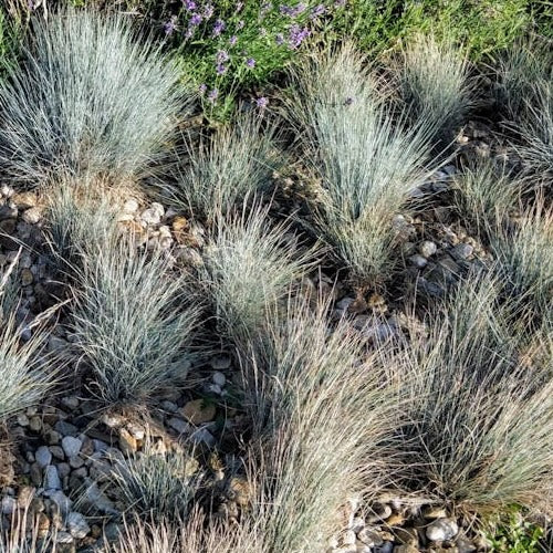 Maire's Fescue Grass: Festuca mairei - 1GAL Pot