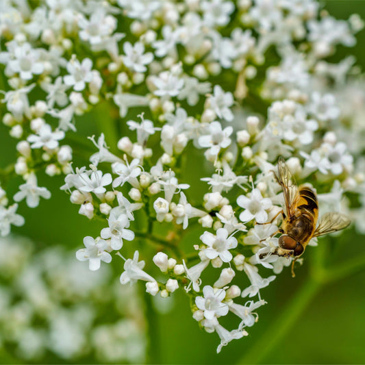 White Valerian: Centranthus ruber 'Albus' - 1GAL Pot