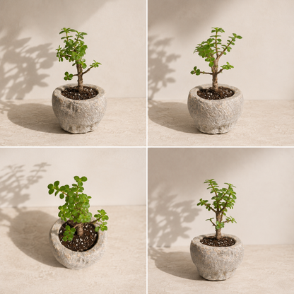 Elephant Bush Jade in Vintage Stone Mortar