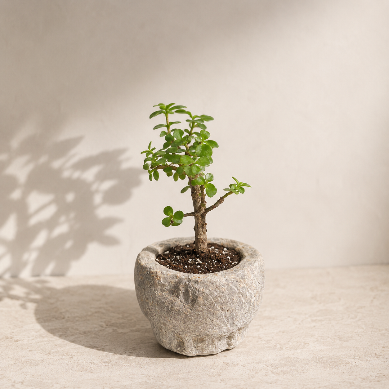 Elephant Bush Jade in Vintage Stone Mortar