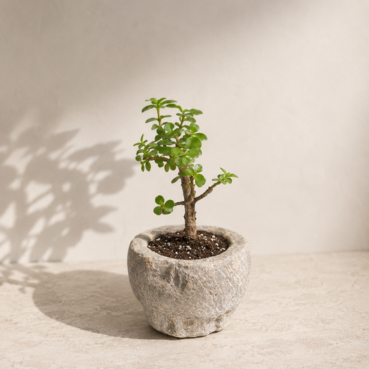Elephant Bush Jade in Vintage Stone Mortar