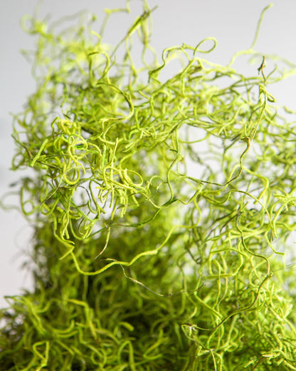 Preserved Spanish Moss 16oz "Green" Decorative Moss
