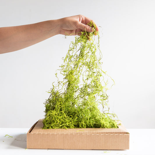Preserved Spanish Moss 16oz "Green" Decorative Moss