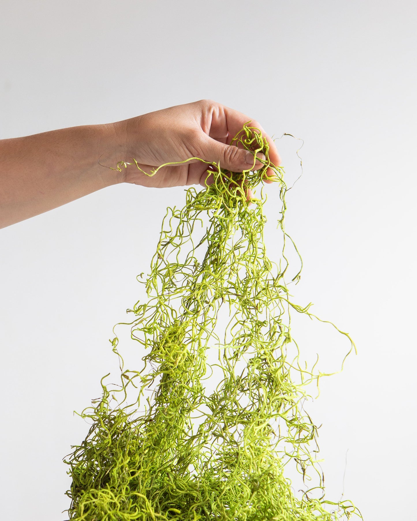 Preserved Spanish Moss 16oz "Green" Decorative Moss