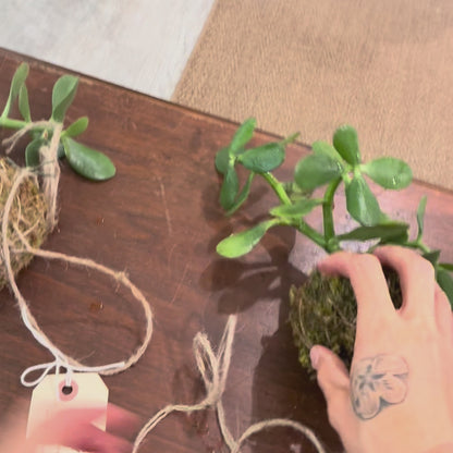 Upside Down Jade Kokedama: Crassula ovata - 4" Moss Ball