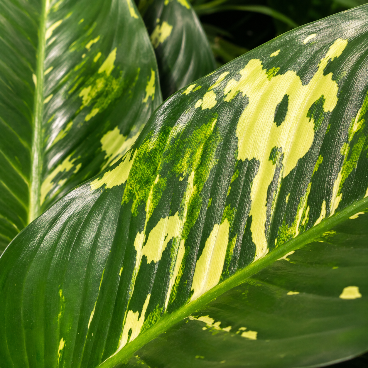 Puerto Rico: Dieffenbachia - 14 inch pot - 5 foot tall