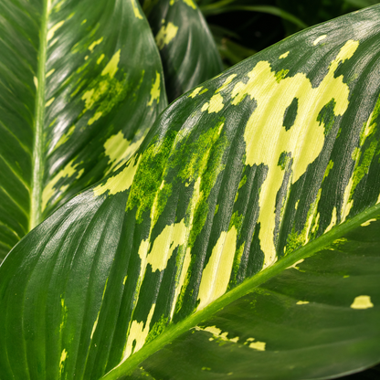 Puerto Rico: Dieffenbachia - 14 inch pot - 5 foot tall