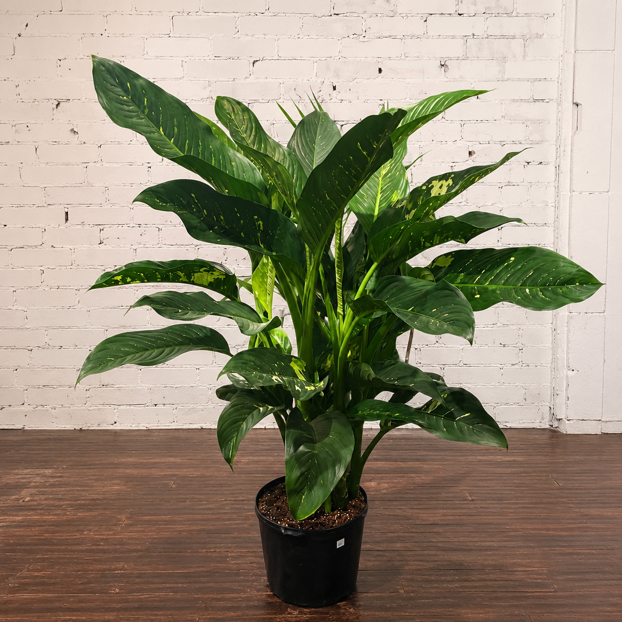Puerto Rico: Dieffenbachia - 14 inch pot - 5 foot tall