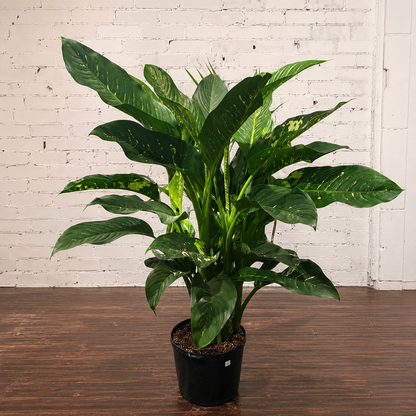 Puerto Rico: Dieffenbachia - 14 inch pot - 5 foot tall