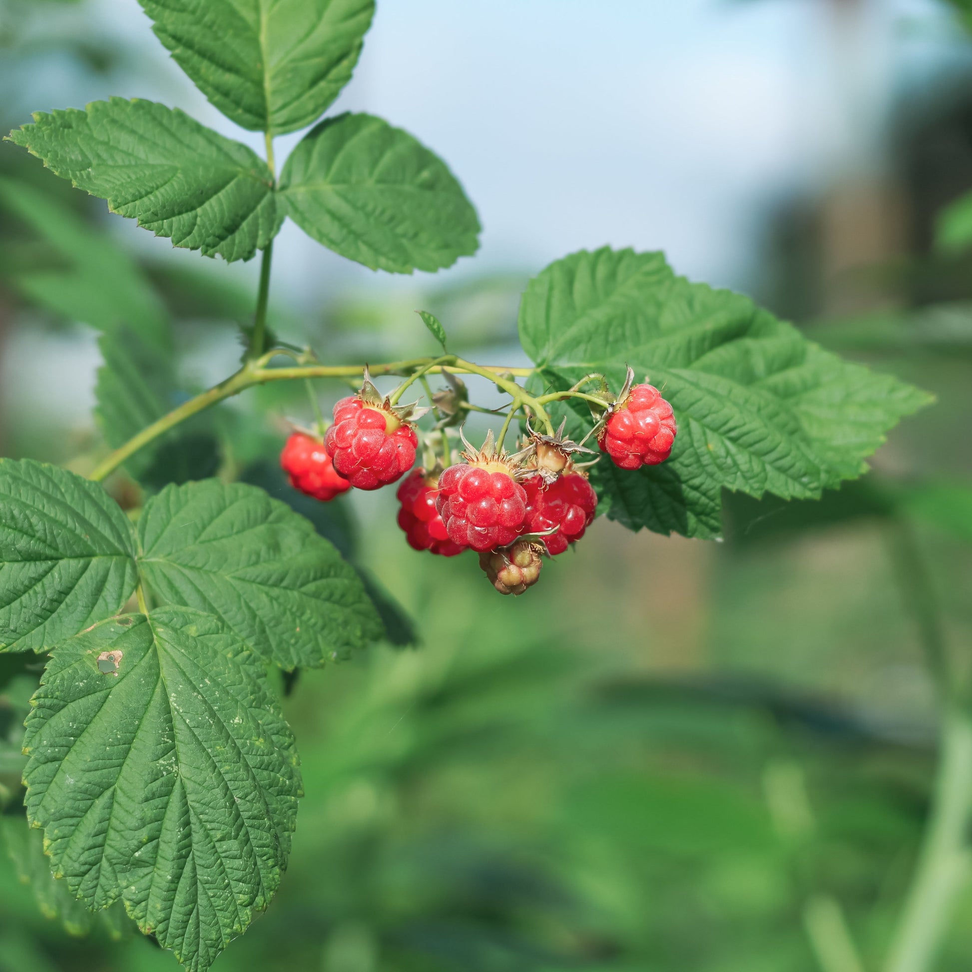Encore Raspberry: Rubus idaeus - 2GAL Pot – Promise Supply