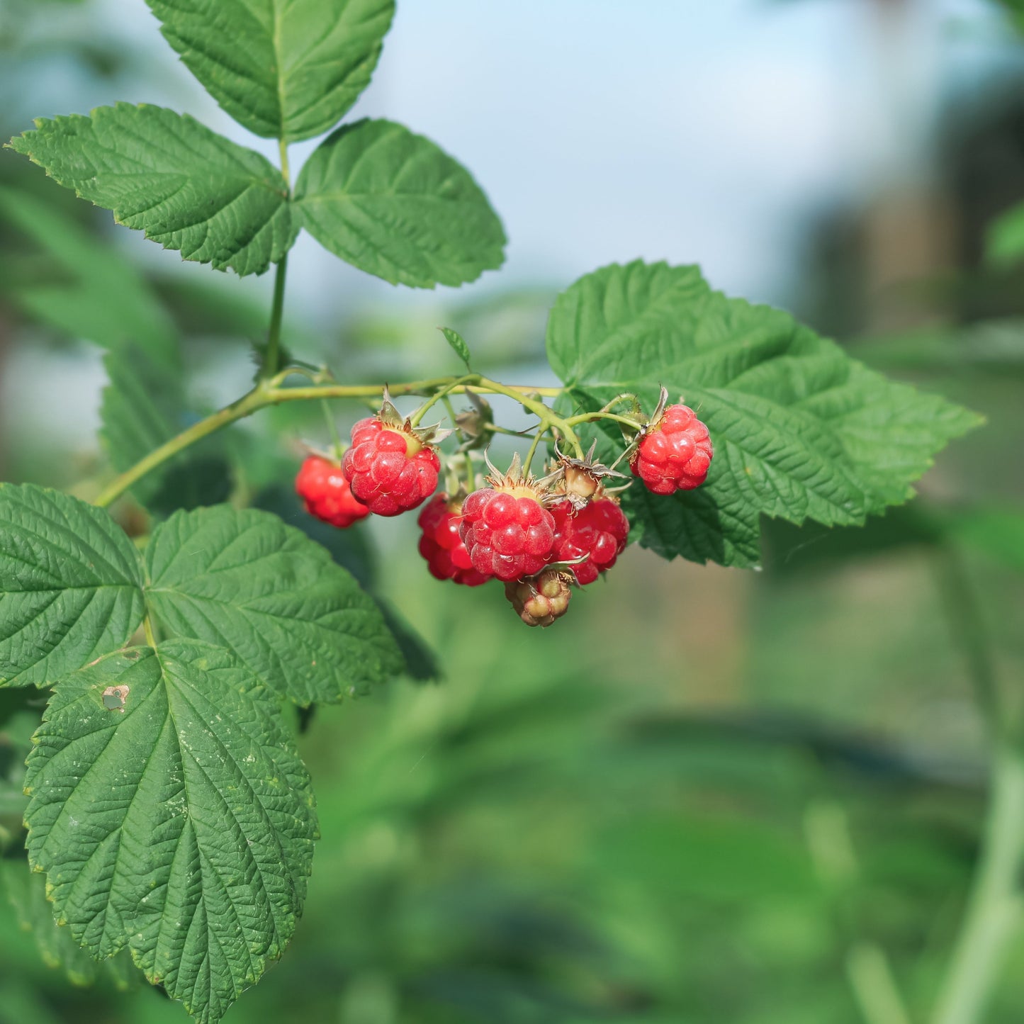 Encore Raspberry: Rubus idaeus - 2GAL Pot