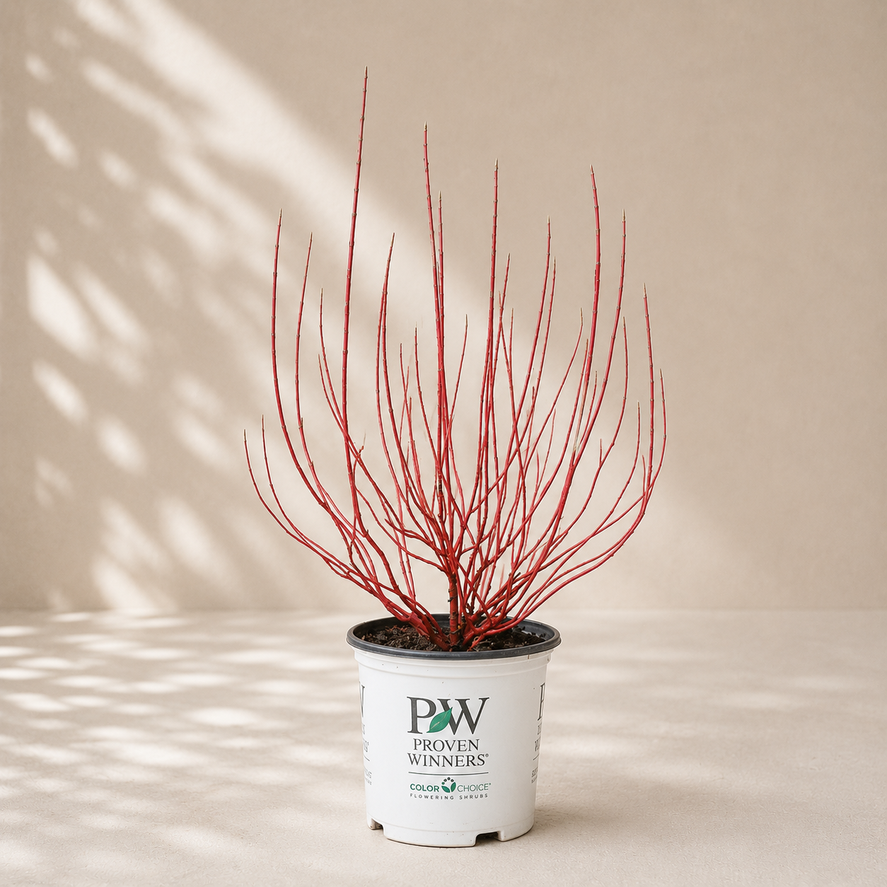 Arctic Fire Red Osier Dogwood: Cornus sericea - 2GAL