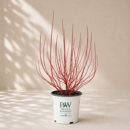 Arctic Fire Red Osier Dogwood: Cornus sericea - 2GAL