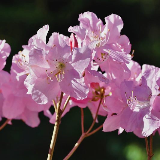 Blush Rhododendron: Rhododendron x 'Bloombux® - 2GAL Pot