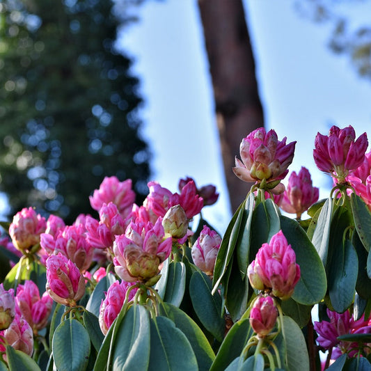Magenta Rhododendron: Rhododendron x 'Bloombux® - 2GAL Pot