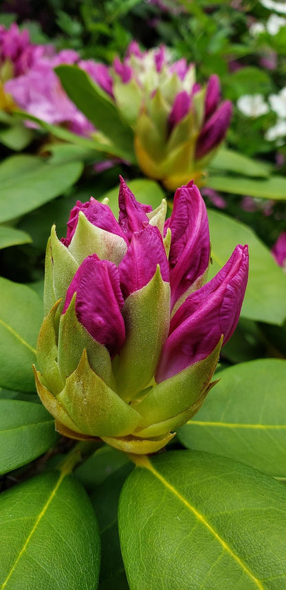 Magenta Rhododendron: Rhododendron x 'Bloombux® - 2GAL Pot