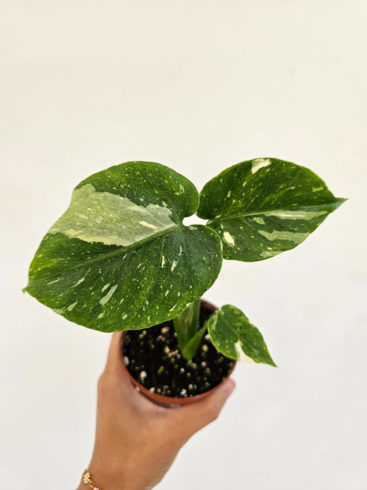 Variegated Monstera (Monstera deliciosa 'Thai Constellation') in a 4 inch pot. Indoor plant for sale by Promise Supply for delivery and pickup in Toronto