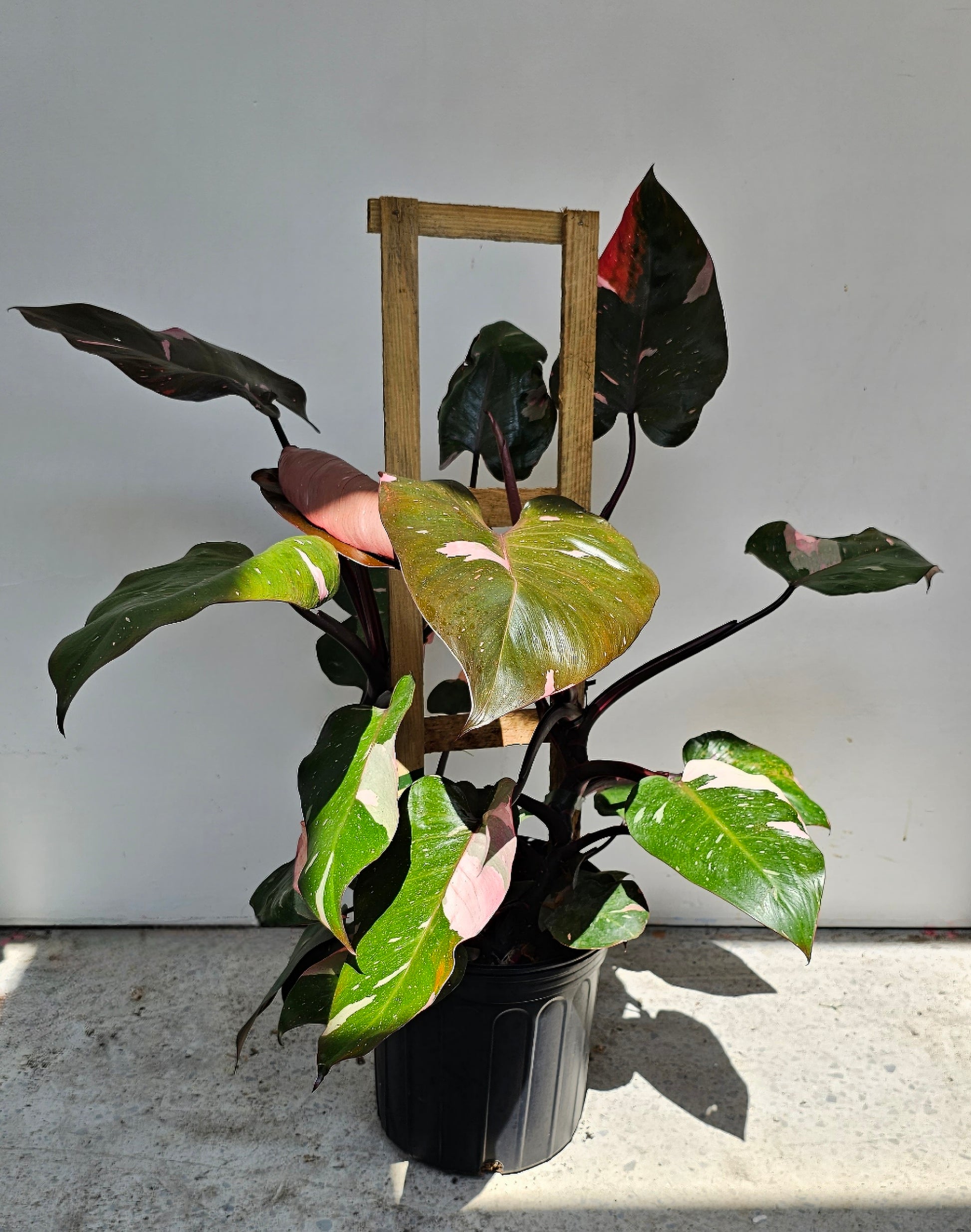Pink Princess Trellis (Philodendron erubescens 'Pink Princess') in a 10 inch pot. Indoor plant for sale by Promise Supply for delivery and pickup in Toronto