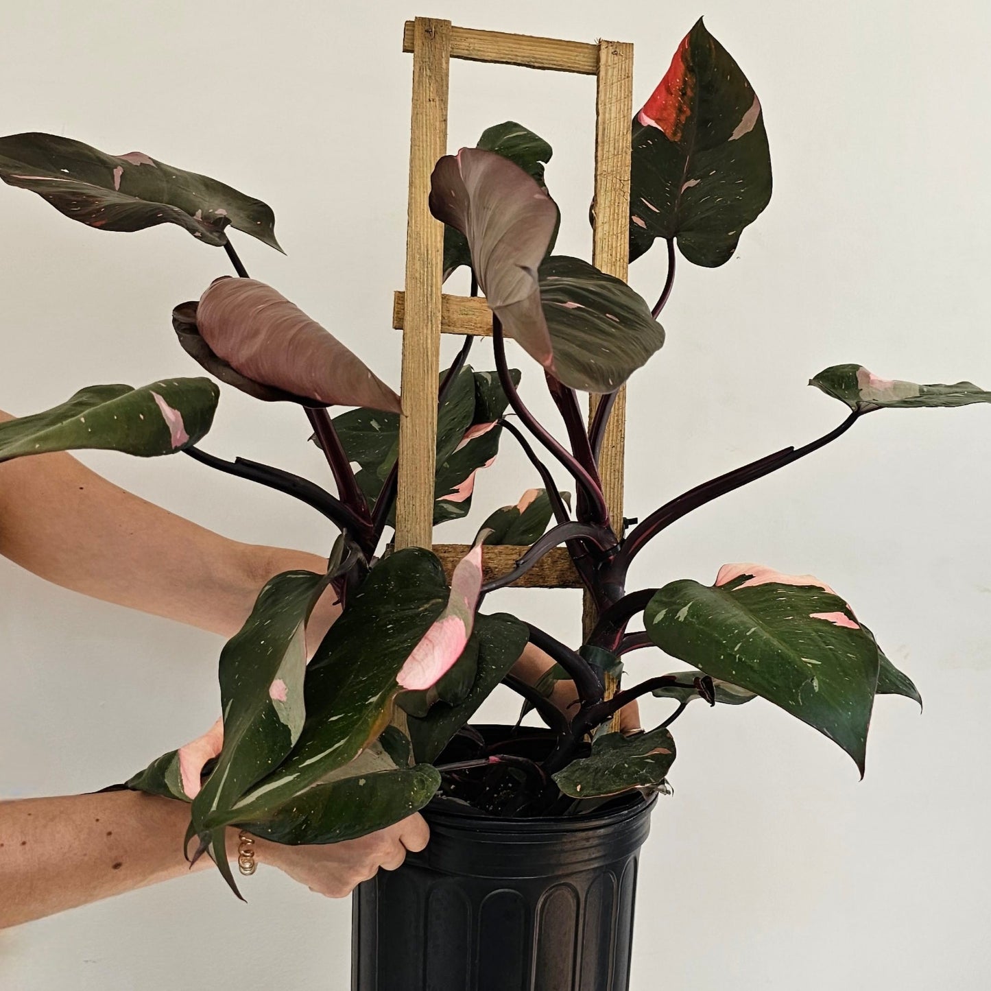 Pink Princess Trellis (Philodendron erubescens) in a 10 inch pot. Indoor plant for sale by Promise Supply for delivery and pickup in Toronto