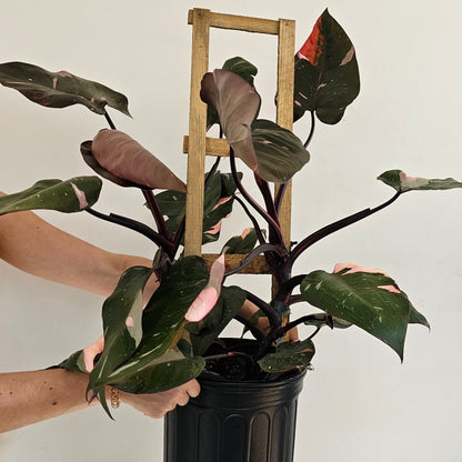 indian princess philodendron Pink Princess Philodendron Trellis - 10" Pot