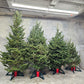 Christmas Tree: Fraser Fir Hybrid - Fresh Cut Tree