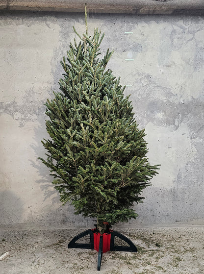 Christmas Tree: Fraser Fir Hybrid - Fresh Cut Tree