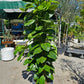 Yellow Gem Fig, (Ficus altissima) in a 14 inch pot. Indoor plant for sale by Promise Supply for delivery and pickup in Toronto