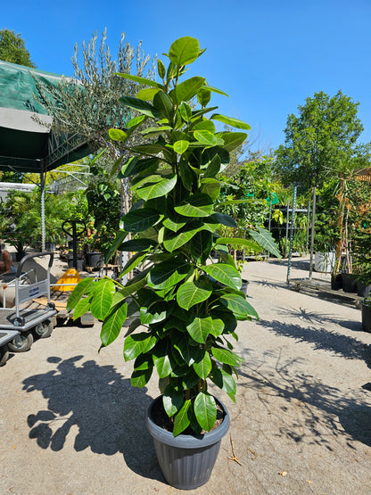 Yellow Gem Fig Column (Ficus altissima) in a 14 inch pot. Indoor plant for sale by Promise Supply for delivery and pickup in Toronto