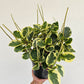 Variegated Baby Rubber Plant (Peperomia obtusifolia) in a 8 inch pot. Indoor plant for sale by Promise Supply for delivery and pickup in Toronto