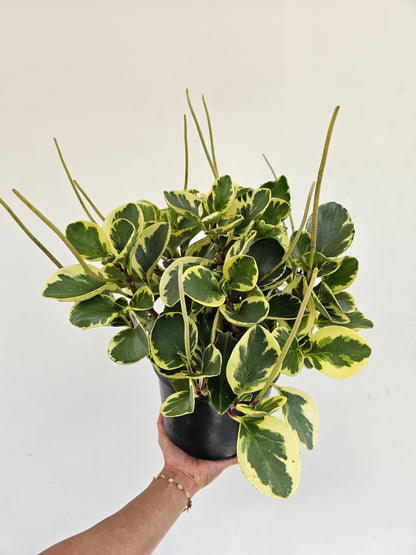 Variegated Baby Rubber Plant (Peperomia obtusifolia) in a 8 inch pot. Indoor plant for sale by Promise Supply for delivery and pickup in Toronto